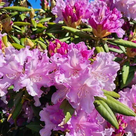 A Bicyclette * Dinez