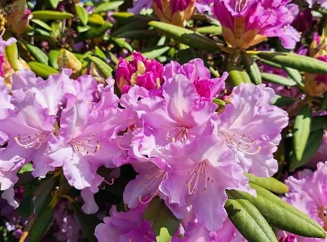 A Bicyclette * Dinez